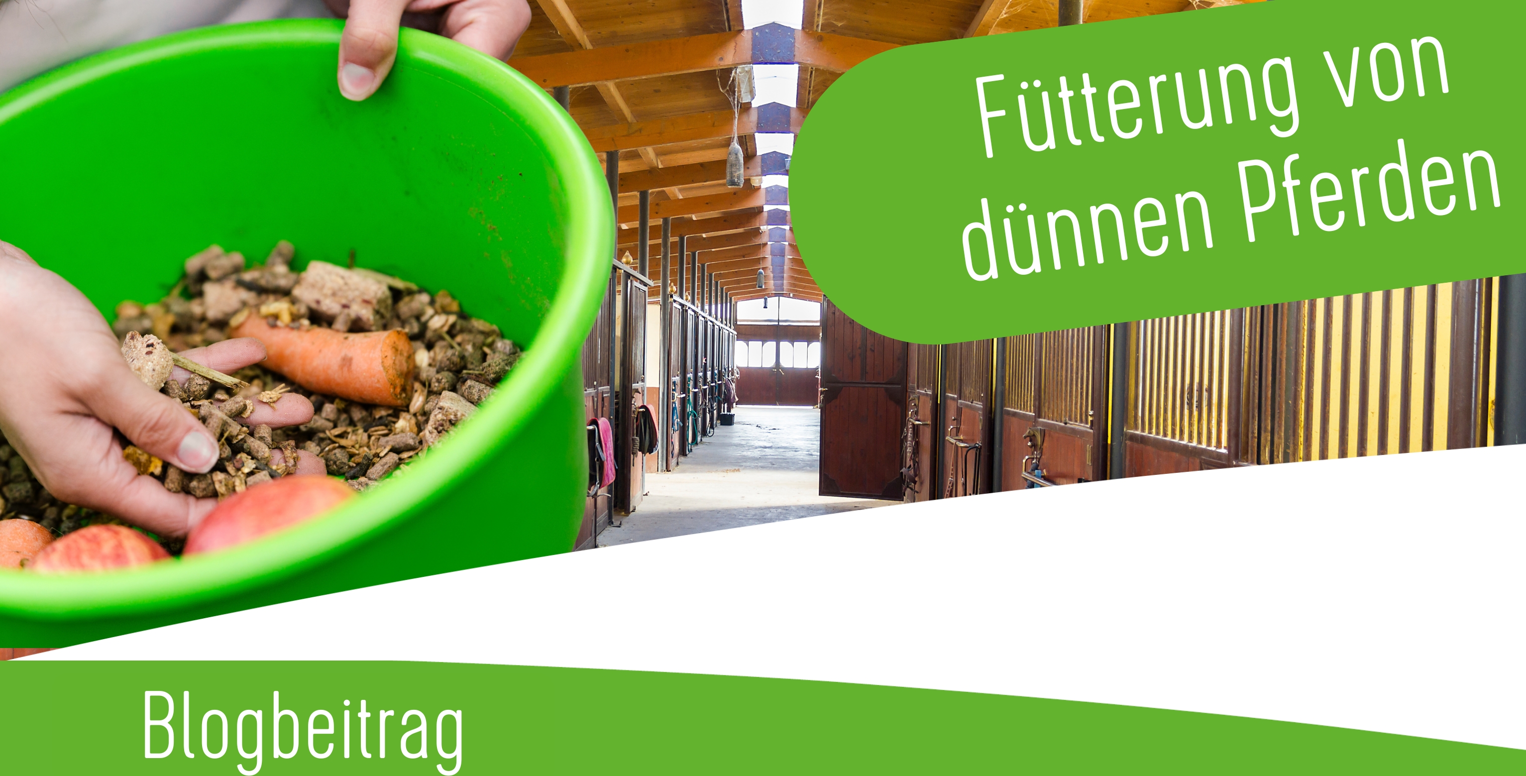 Fütterung von zu dünnen Pferden Fütterung von zu dünnen Pferden