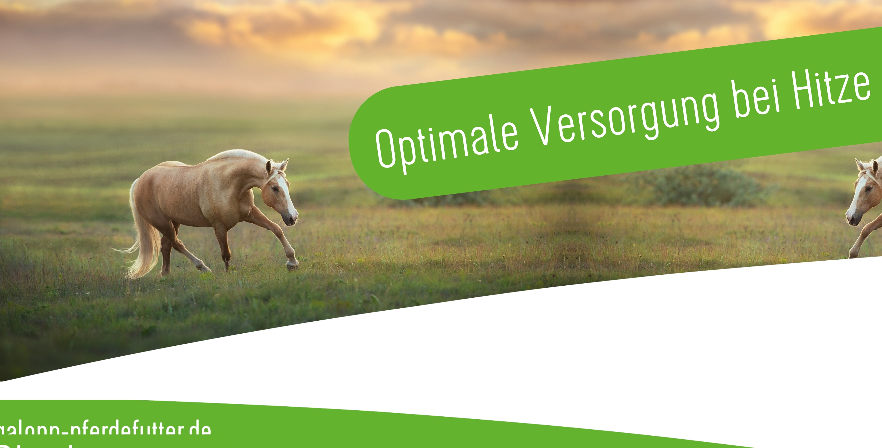 Eine optimale Versorgung der Pferde bei Hitze Eine optimale Versorgung der Pferde bei Hitze