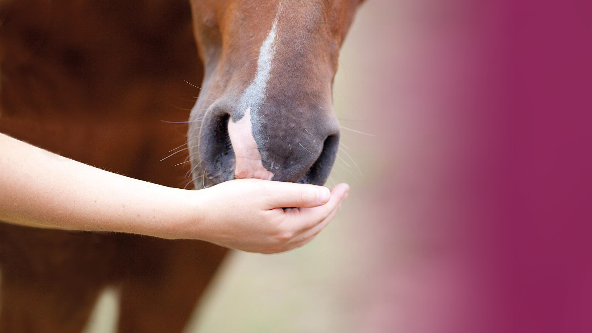 Galopp Futterberater