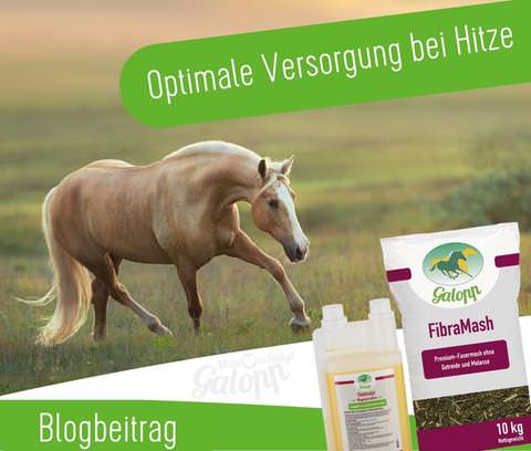 Eine optimale Versorgung der Pferde bei Hitze!
