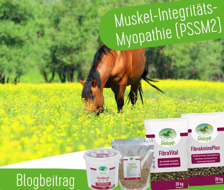 Muskel-Integritäts-Myopathie 