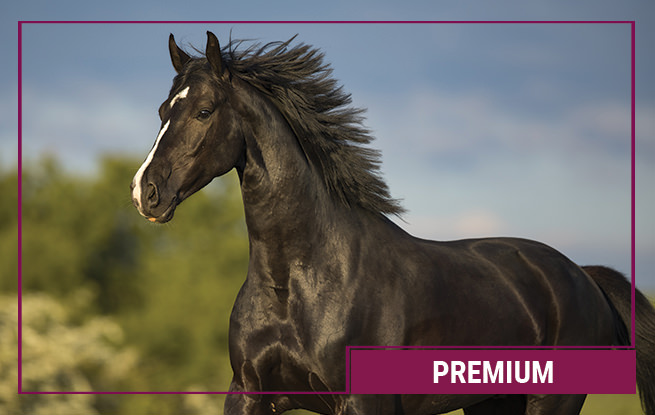 Premium Pferdefutter von Galopp