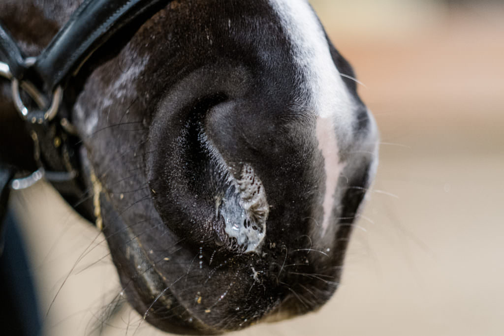 Pferd mit Atemwegserkrankung