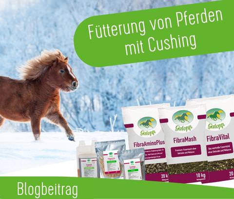 Fütterung von Pferden mit Cushing Syndrom