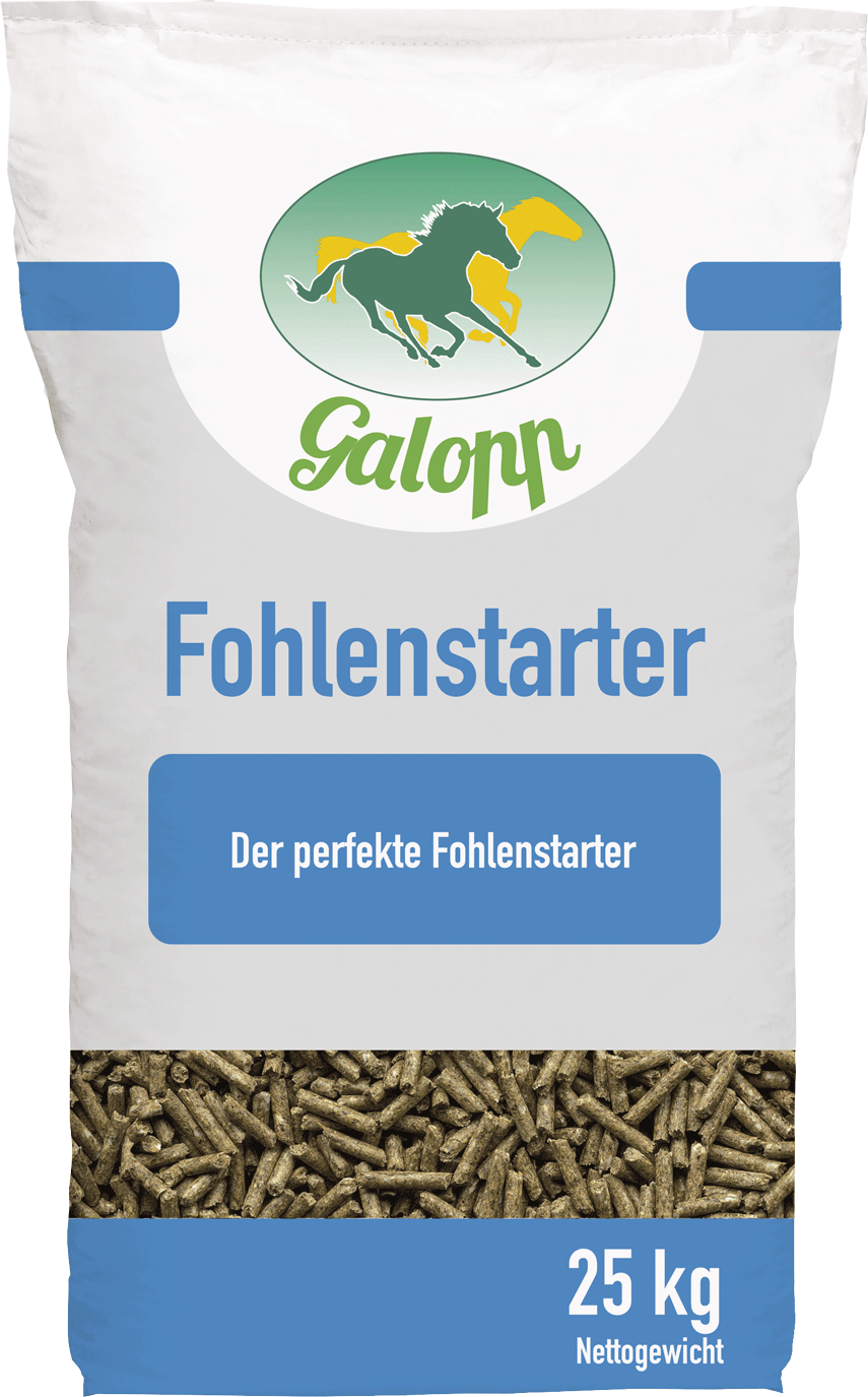 Galopp FohlenStarter