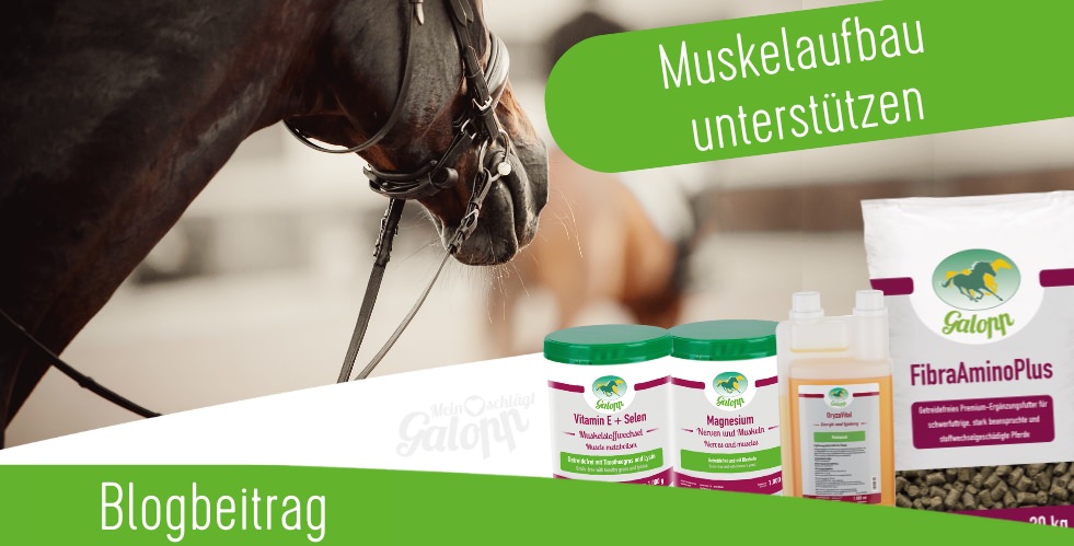 Muskelaufbau des Pferdes unterstützen Muskelaufbau des Pferdes unterstützen