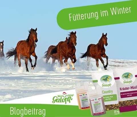 Fütterung im Winter