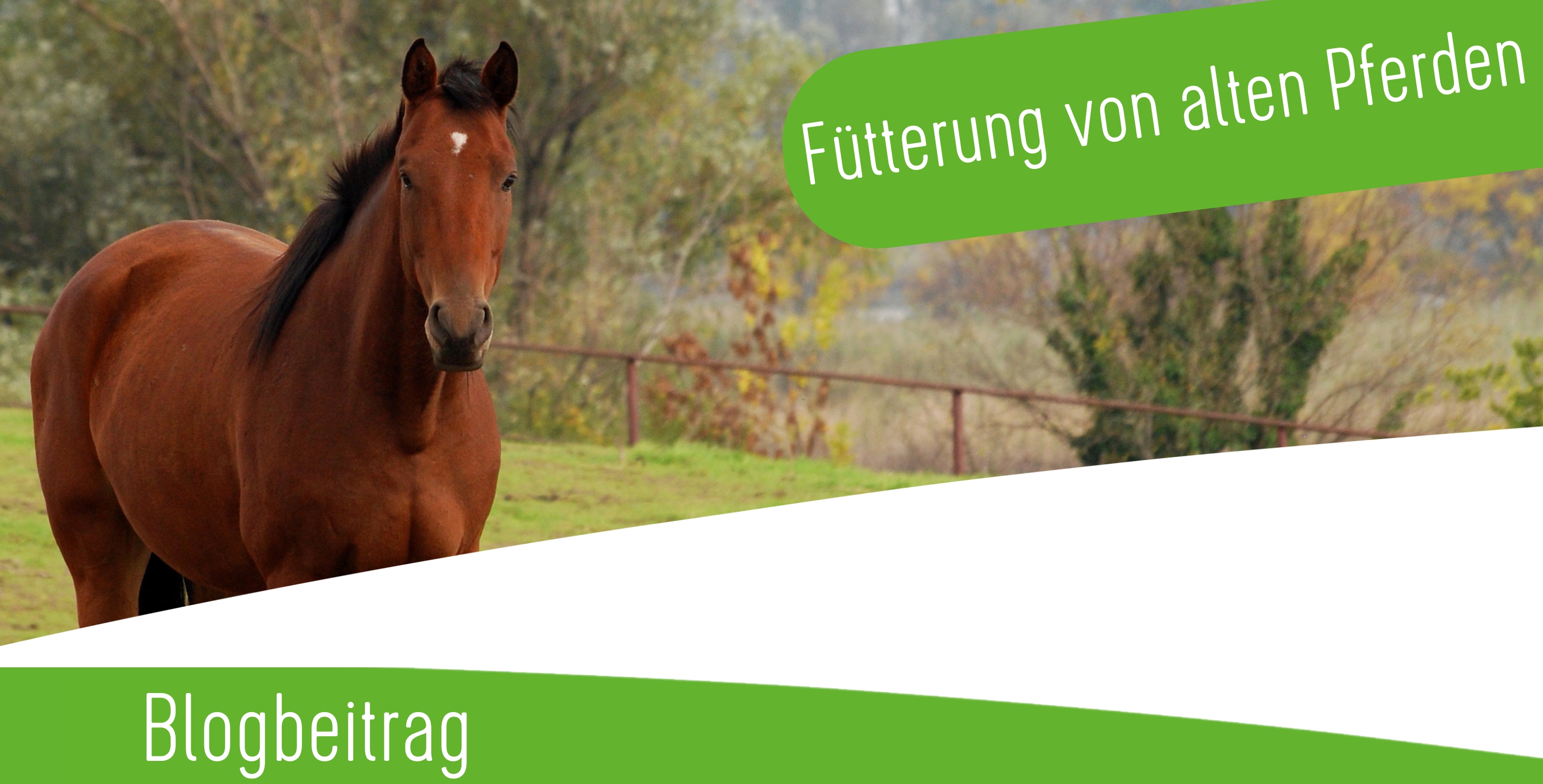Fütterung von alten Pferden Fütterung von alten Pferden