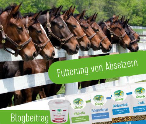 Fütterung on Absetzern