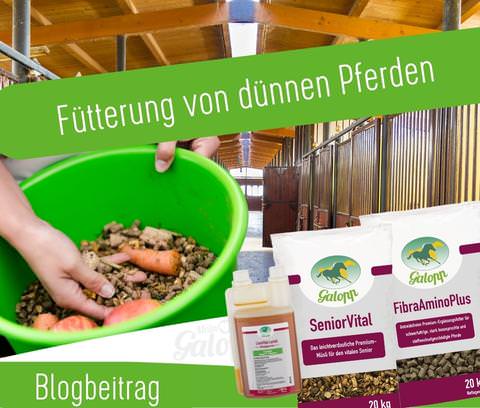 Fütterung von dünnen Pferden