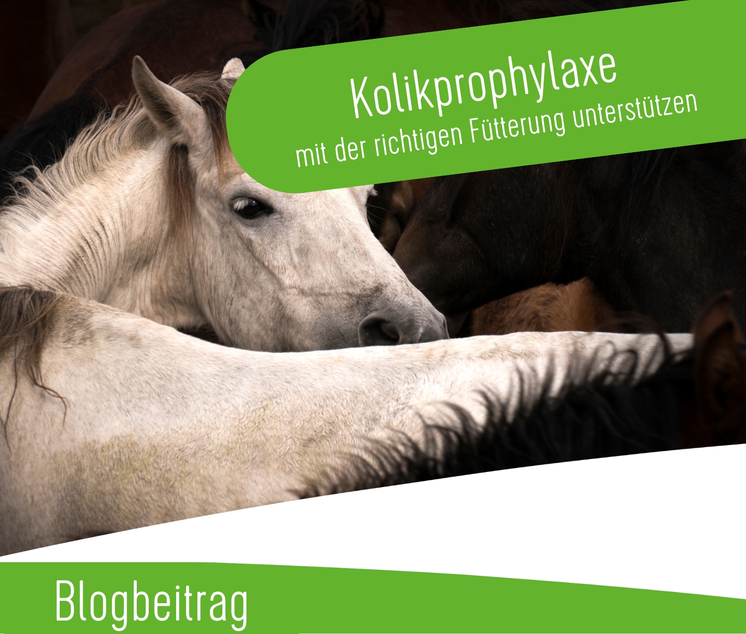 Galopp Blog Preview 480 x 403_(1)