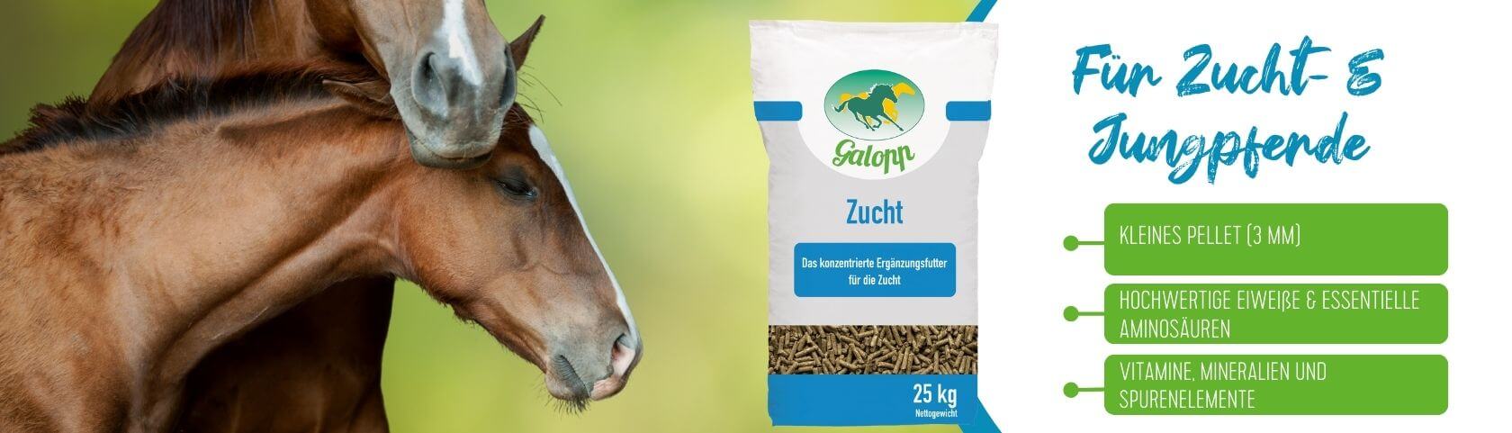 Galopp für Zucht- und Jungtiere