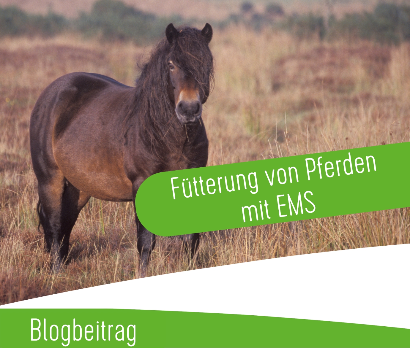 Galopp_Blog Preview-480 x 403