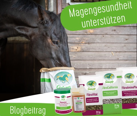 Blog: Magengesundheit unterstützen