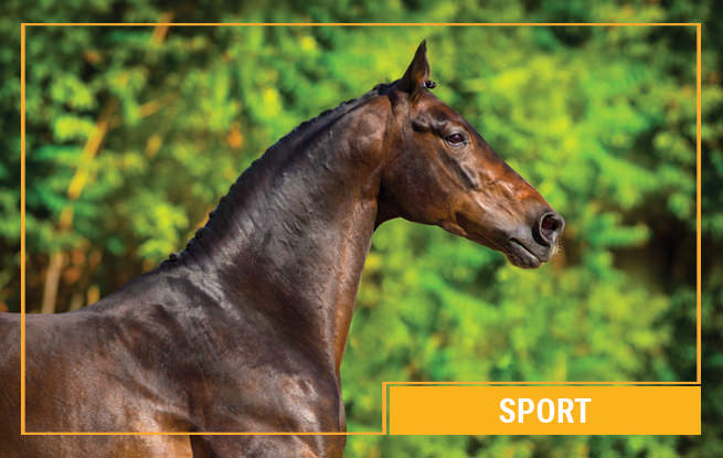 Sport Pferdefutter von Galopp